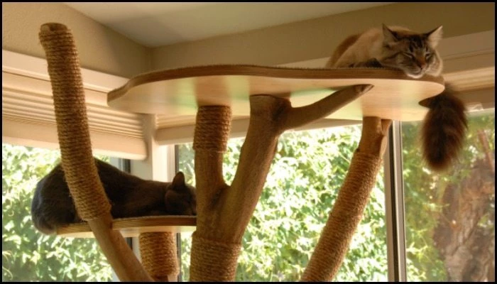 Cat Trees & Towers