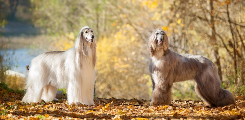 Afghan Hound standing outside during autumn