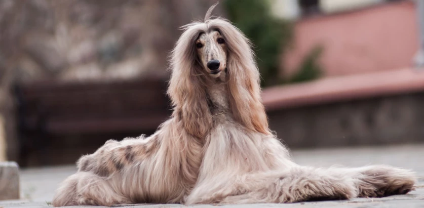 Afghan Hound laying down outside