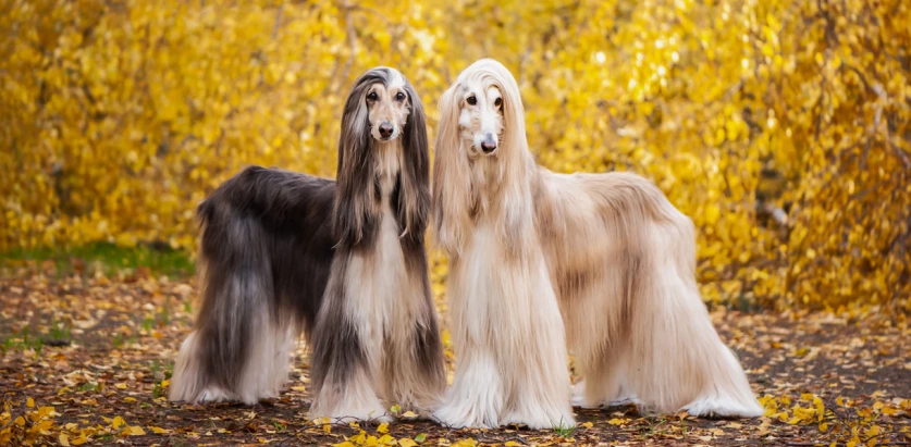 Afghan Hound dogs standing together