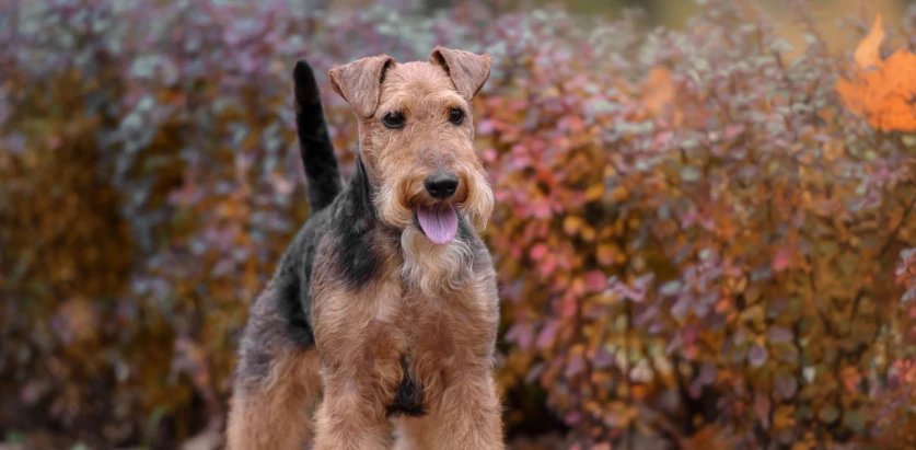 Airedale Terrier standing front view