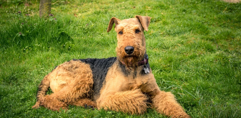 Airedale Terrier laying in grass