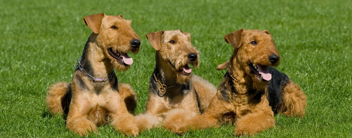Airedale Terrier dogs laying in grass