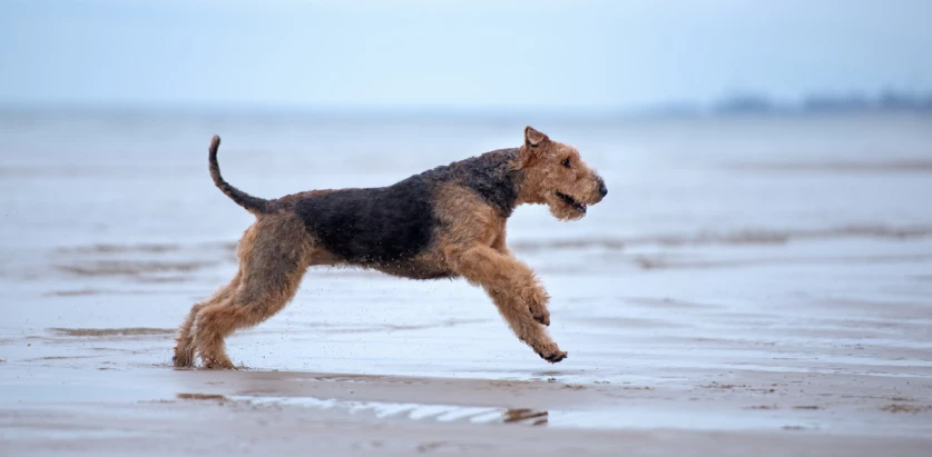 Airedale Terrier running in a beach