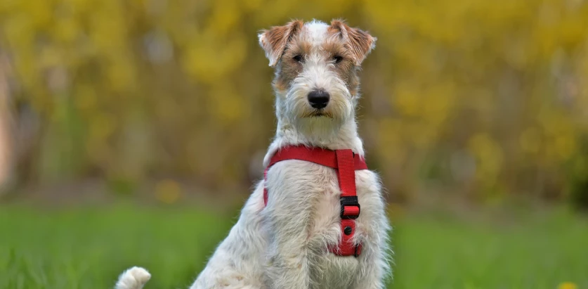 Airedale Terrier sitting with red harness