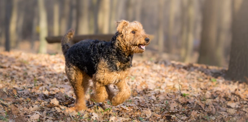 Airedale Terrier in the woods
