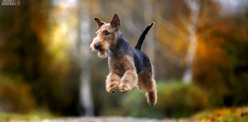 Airedale Terrier leaping
