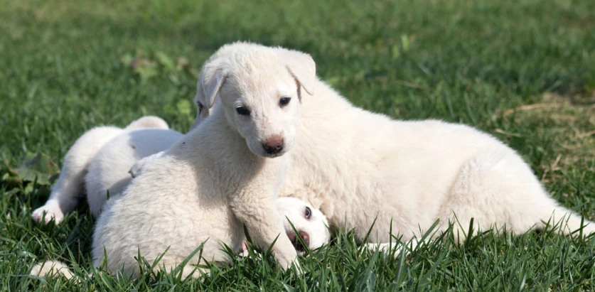 Akbash pups cuddling