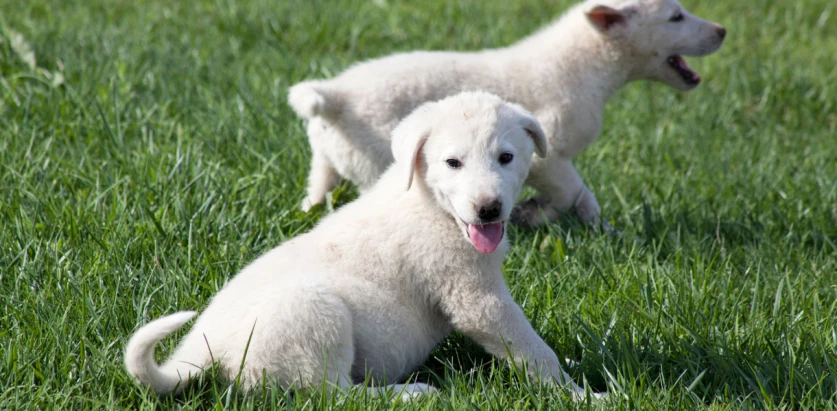 Akbash pups in a field