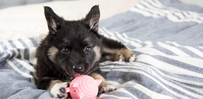 Akita Shepherd pup playing with toy