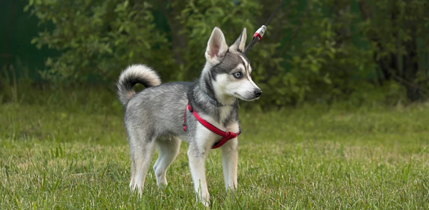 Alaskan Klee Kai puppy standing on grass