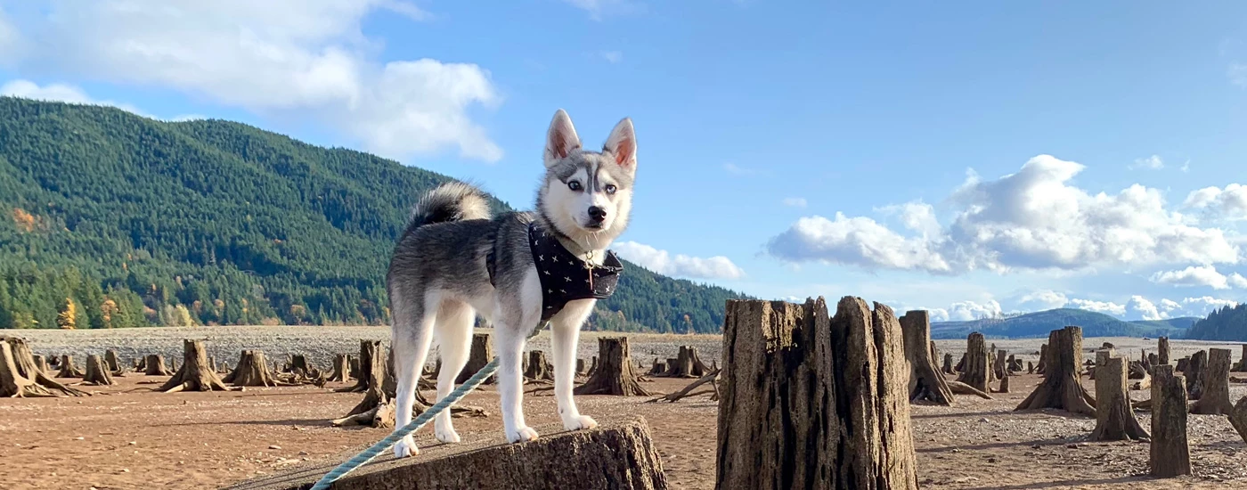 Alaskan Klee Kai with a view