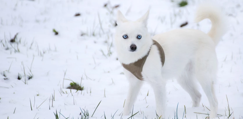 Alaskan Klee Kai standing in the snow