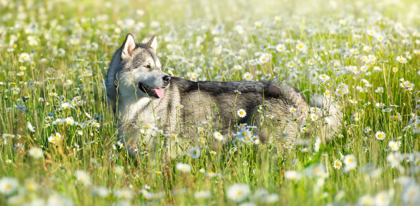 alaskan malamute in a flower field
