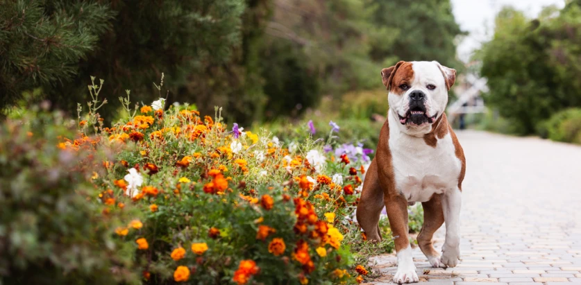 American Bulldog standing beside flowers