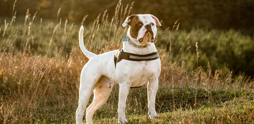 American Bulldog standing in a field
