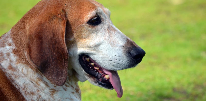 American English Coonhound close up side view