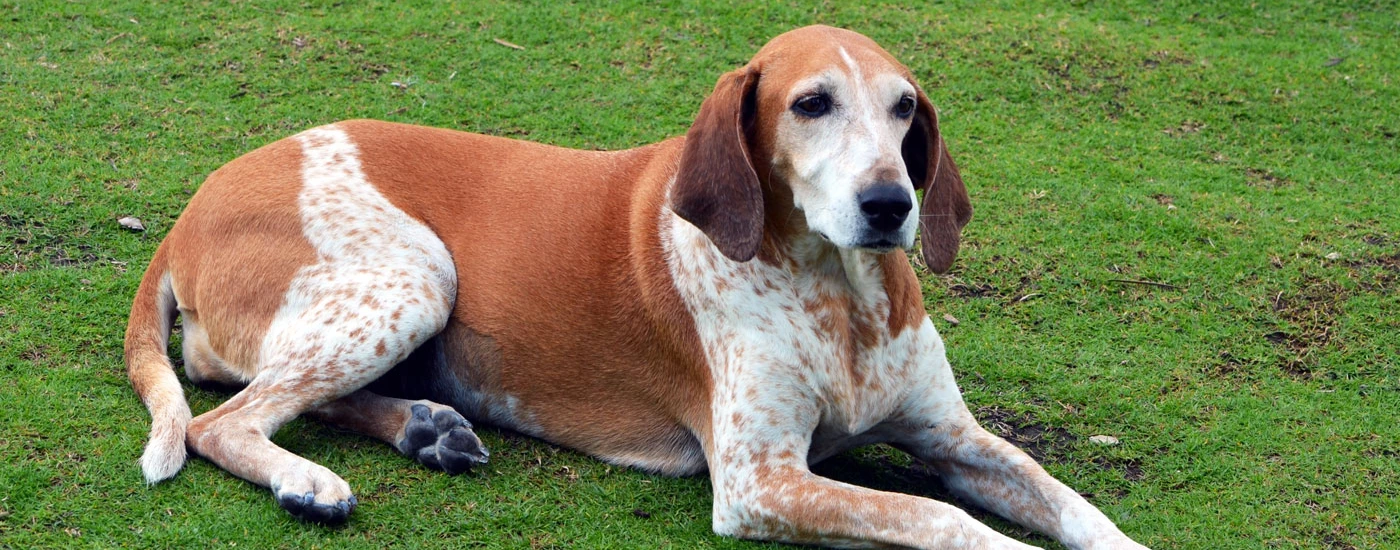 American English Coonhound laying in grass