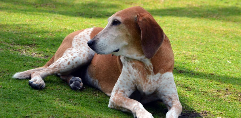 American English Coonhound looking at the side