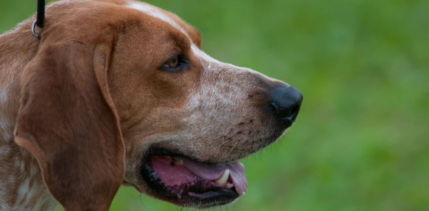 American English Coonhound face side view