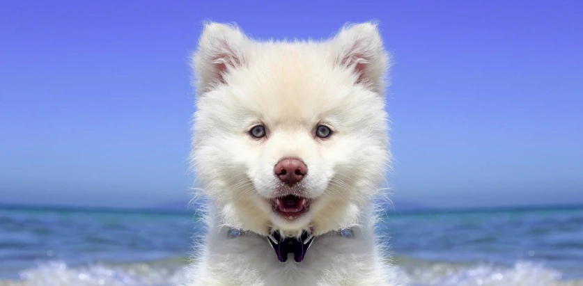 American Eskimo Dog facing front