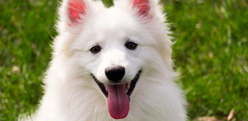 American Eskimo Dog facing front with a smile