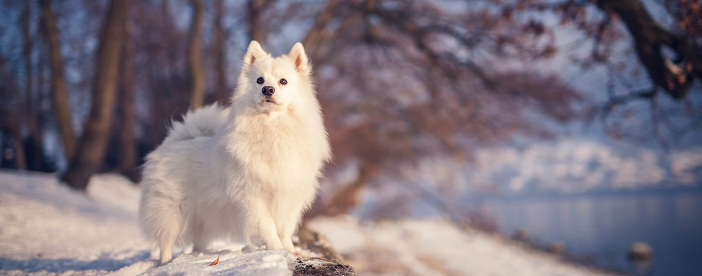American Eskimo Dog standing in snow