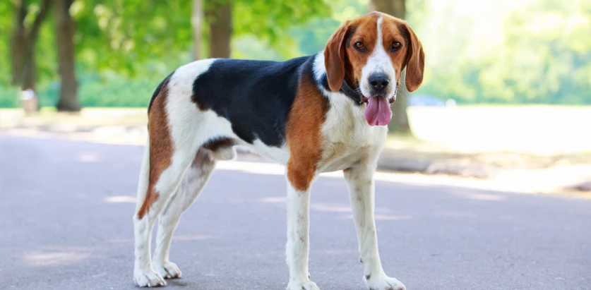 American Foxhound standing on a road