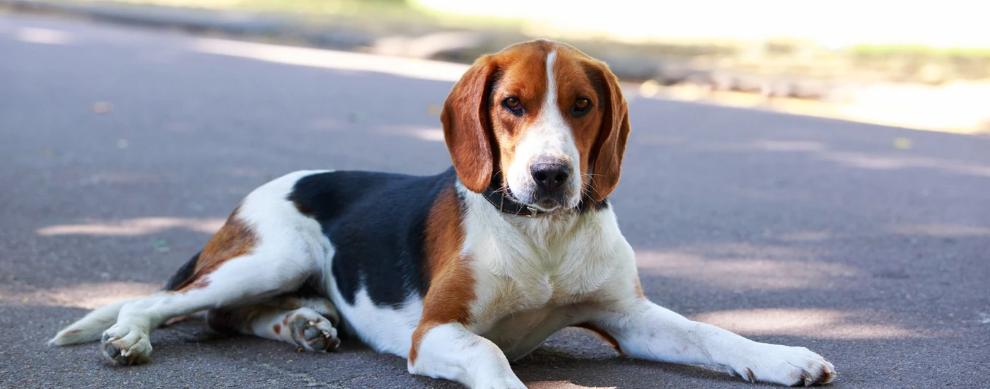 American Foxhound laying down on a road