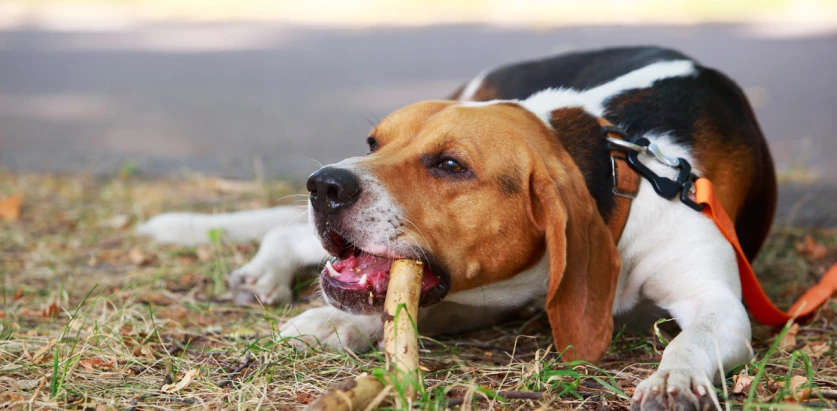 American Foxhound playing with a stick