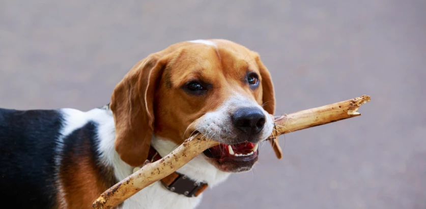 American Foxhound holding stick