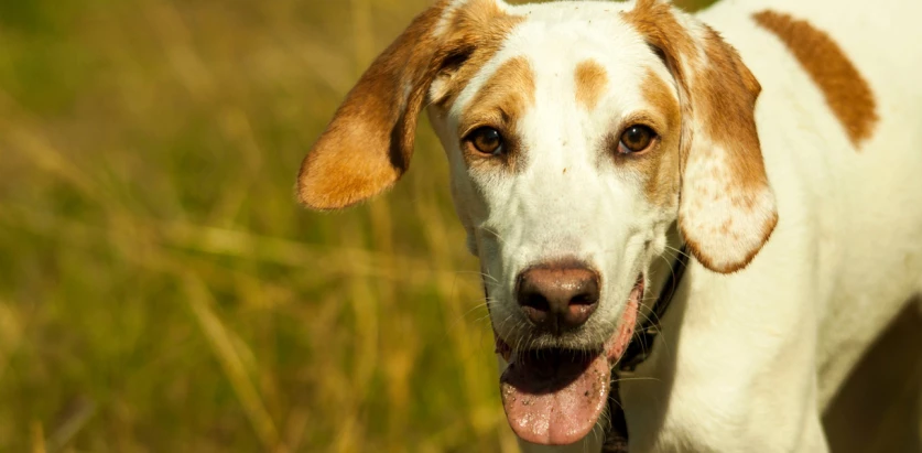 American Foxhound white and tan
