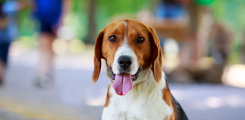 American Foxhound facing front