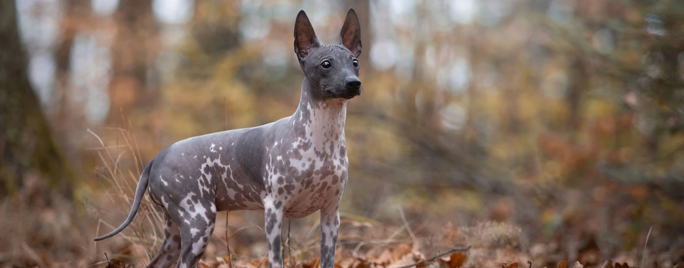 American Hairless Terrier standing side view