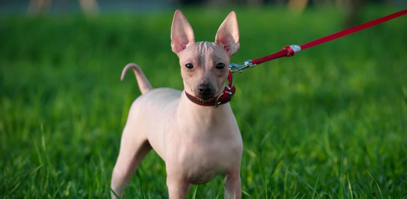 American Hairless Terrier pup standing facing front