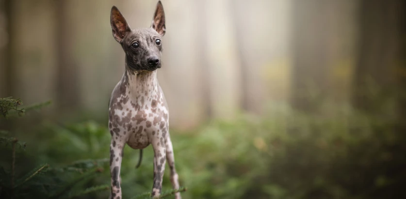 American Hairless Terrier standing front facing