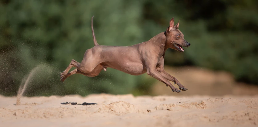 American Hairless Terrier running in sand