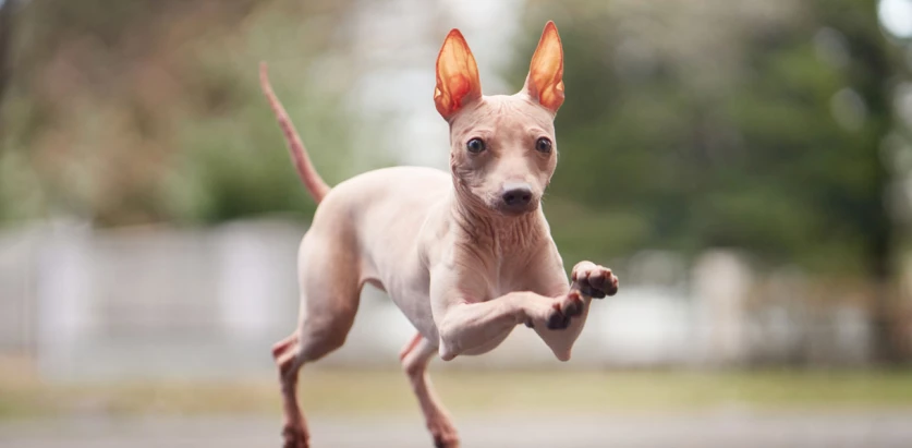 American Hairless Terrier running