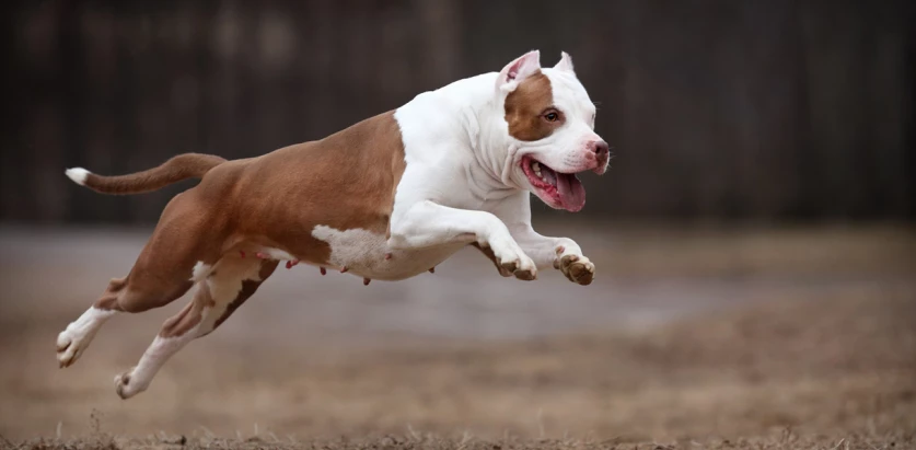 American Pit Bull Terrier running