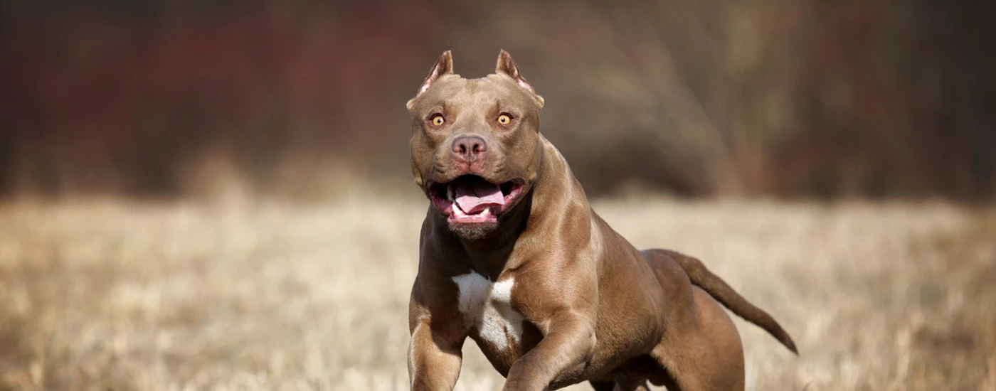 American Pit Bull Terrier running facing front brown and white