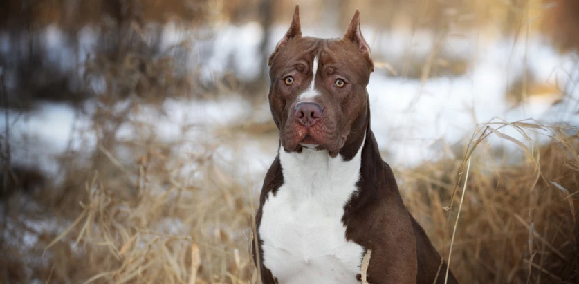 American Pit Bull Terrier sitting facing front