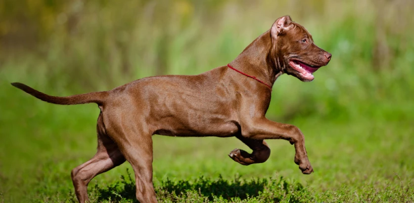 American Pit Bull Terrier running on grass