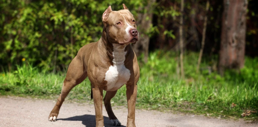 American Pit Bull Terrier brown and white standing