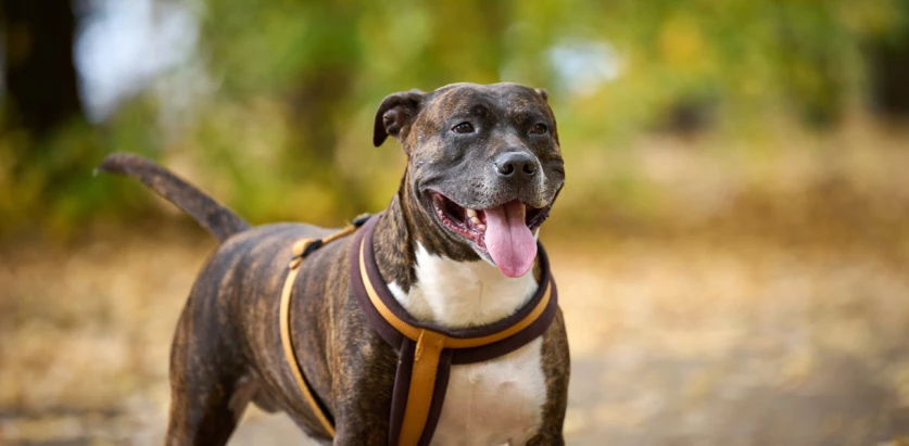 American Pit Bull Terrier with harness standing