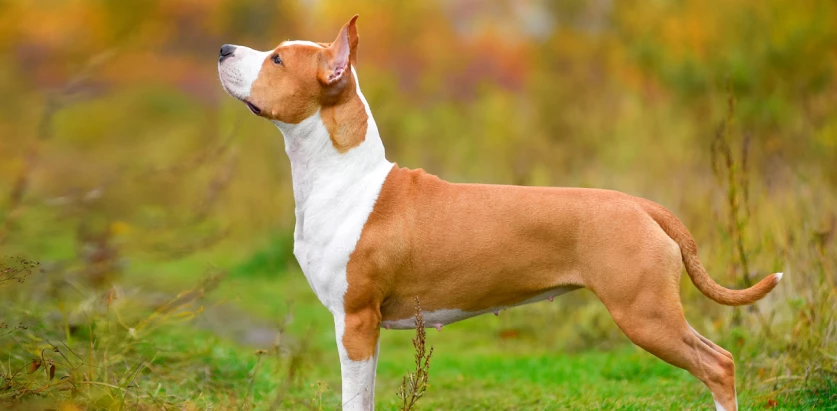 American Staffordshire Terrier side view standing