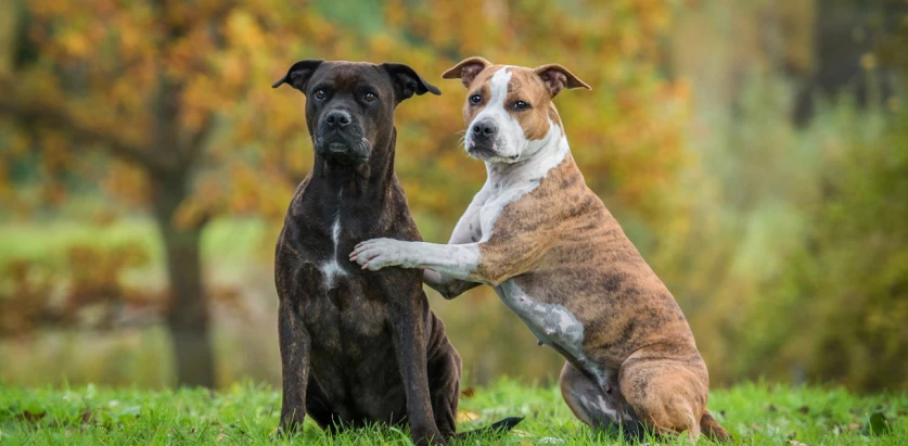 American Staffordshire Terrier dogs sitting together