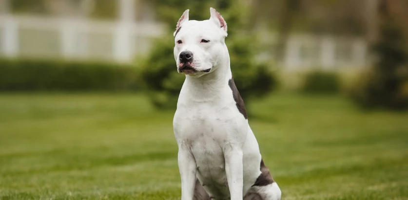 American Staffordshire Terrier sitting on grass