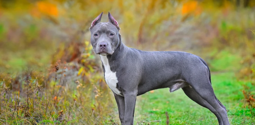 American Staffordshire Terrier white and grey standing
