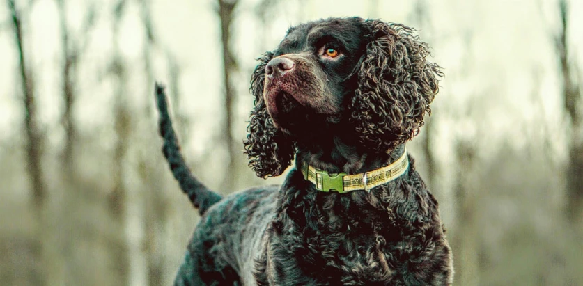 American Water Spaniel looking at the side