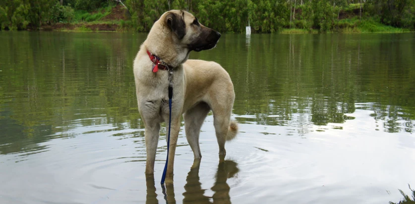 Anatolian Shepherd Dog standing in the water